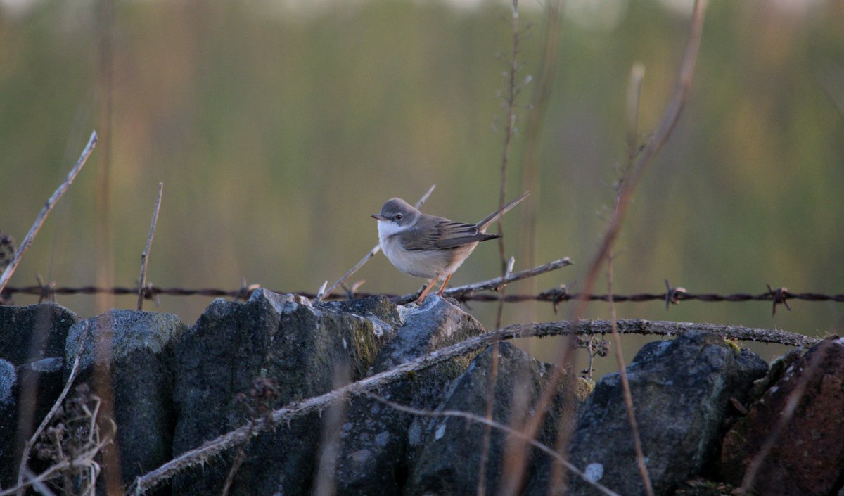 YorksLad5's tweet photo. Whitethroat on Dearne Dike Lane. 
#TwitterNatureCommunity https://t.co/lcxzaEsWEr