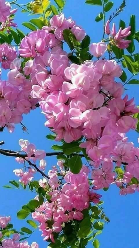 AnsarArooma's tweet photo. Fantastic weekend everyone 🌹🌿☀️🌿🌻🌿💖🌿✨✨ https://t.co/4cukOOnYu1