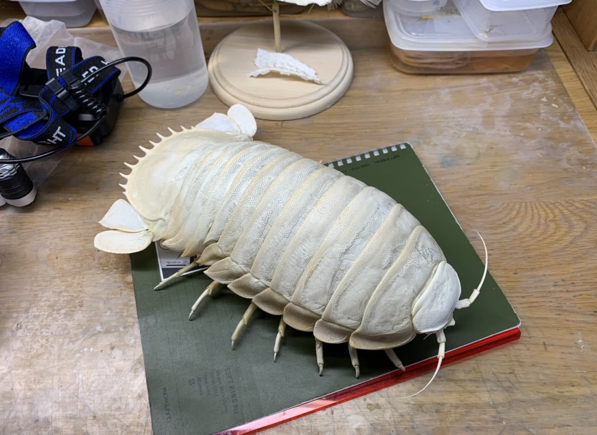 万バズしたら自己紹介をしてもいいと聞いているのでします！！！ 普段