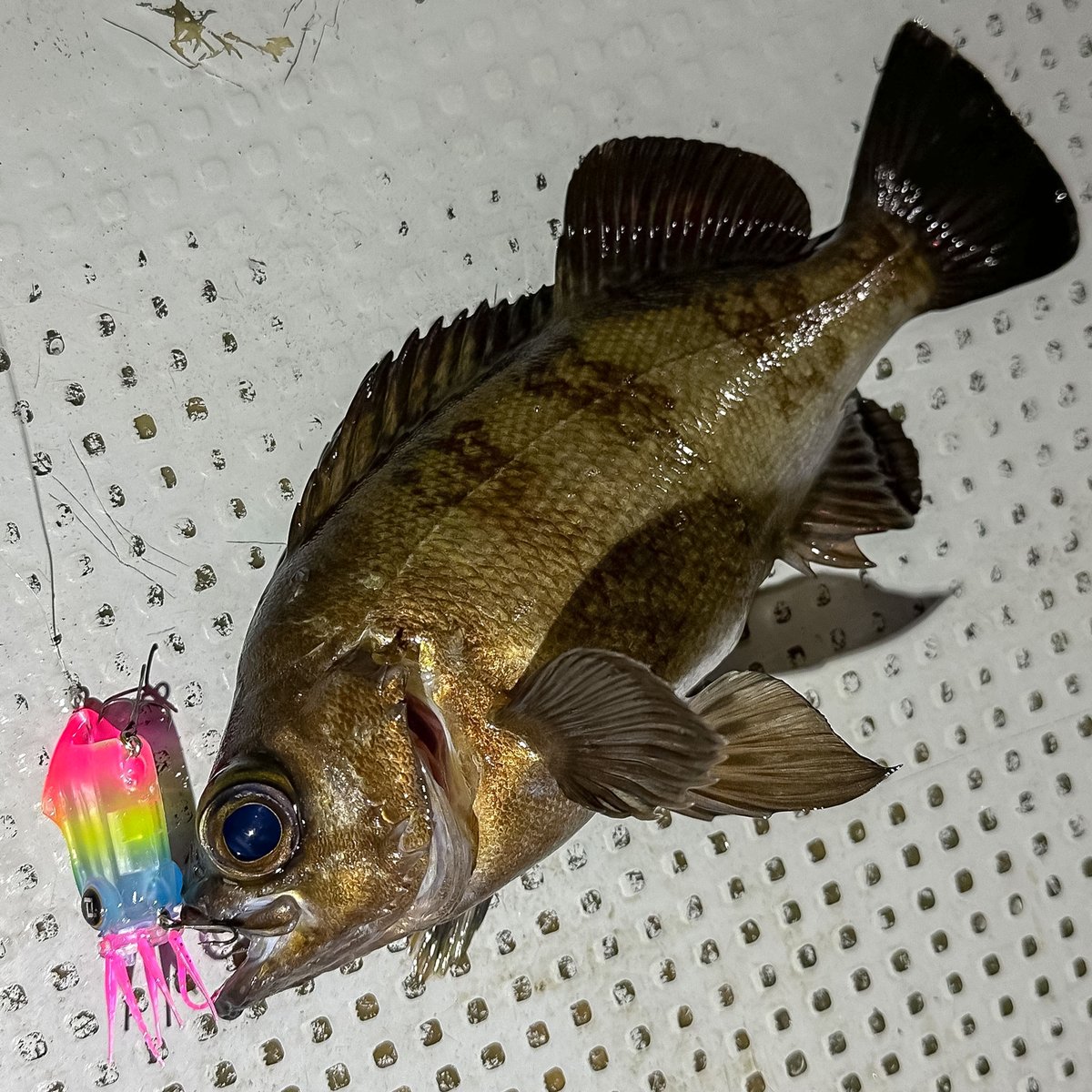 pudlee_Fishing's tweet photo. シーバス釣りたい時に限ってメバル三昧。
嬉し 可愛い メバルちゃん です！

イカルアJET Regular SSS
#06 トロピカルアイス

アングラー｜TAKEテスター

#イカルアJET #メバル https://t.co/J1Bqi3mYNJ