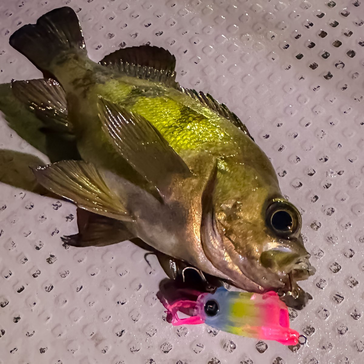 pudlee_Fishing's tweet photo. シーバス釣りたい時に限ってメバル三昧。
嬉し 可愛い メバルちゃん です！

イカルアJET Regular SSS
#06 トロピカルアイス

アングラー｜TAKEテスター

#イカルアJET #メバル https://t.co/J1Bqi3mYNJ