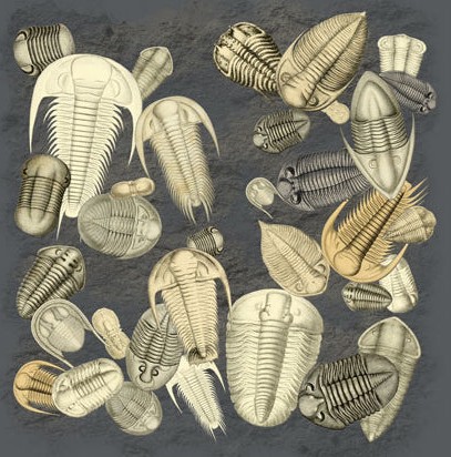 <a href="/origamiPete/">OrigamiPete</a> A moffitt of trilobites.