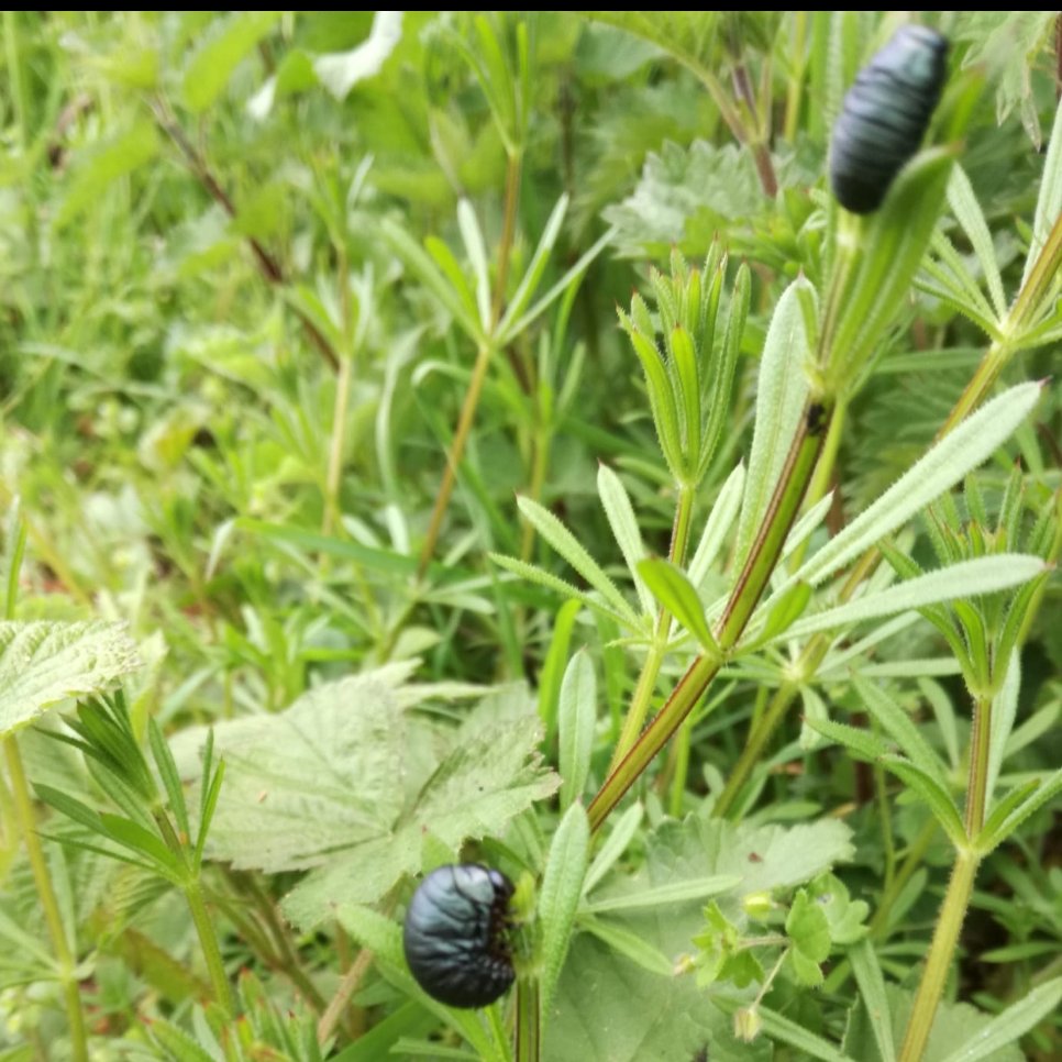 SamHume1's tweet photo. Anyone know what these chunky little grubs are? I need to repair my naturalist reputation with my mother-in-law after mistaking them for berries! @Buzz_dont_tweet @DilgerTV https://t.co/fWFpQ7b1Sl