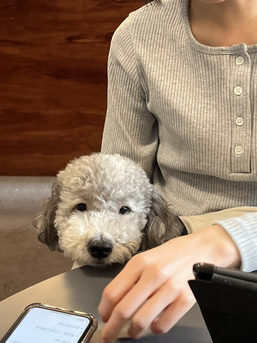 fldzh2022's tweet photo. ダイスキな회기駅のトマン(도망)🐶☕️

りおです！留学生活が終了し1ヶ月経ちました！今回友達の誕生日をお祝いしに戻ってきました✈️🇰🇷

久しぶりにマンチャ🐶にも会えて嬉しかったです！！
優しすぎる社長さんがケーキにロウソクを🍰✨

皆さんもぜひトマンへ行ってみてください！(3回目の紹介笑) https://t.co/kKyzGm5Lze