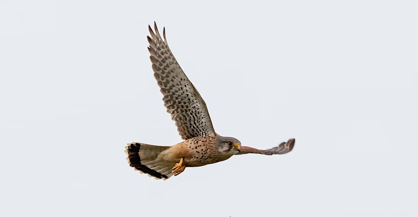 oneyouplymouth's tweet photo. It's #NaturallyActiveMay
Why Not Check Out #Devon 's Wildlife As You Get Active Outdoors?
Interested in knowing more about nature when you are exploring outside?
@ActiveDevon have 3 free lunchtime webinars in May 👇
https://t.co/3QleqZCRyR
#movemore #bemoreactive https://t.co/O5XU3AoIci