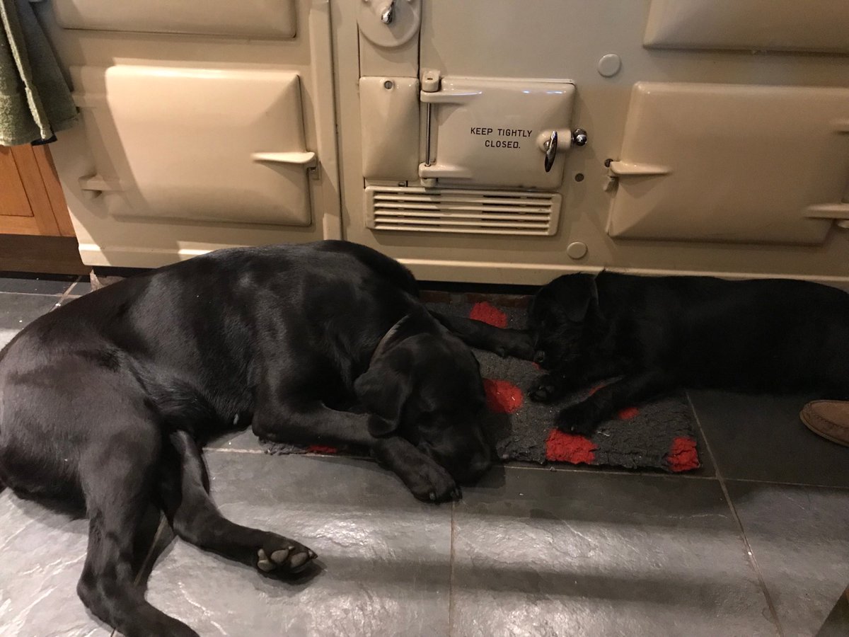 Tough day yesterday saying a last #farewell to my friend Ness. She will be missed by us all. 
When two became one 🥲🐶