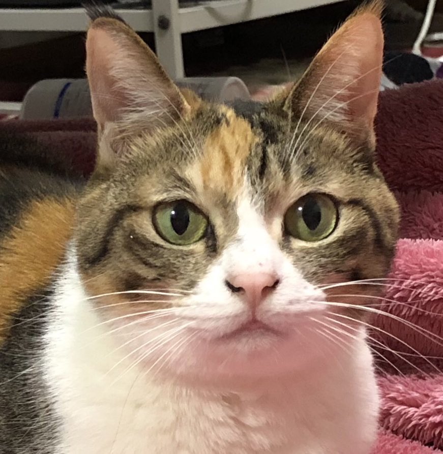 hosanna_cat's tweet photo. 我が家のにゃんず。 https://t.co/f3hx4DGY7W