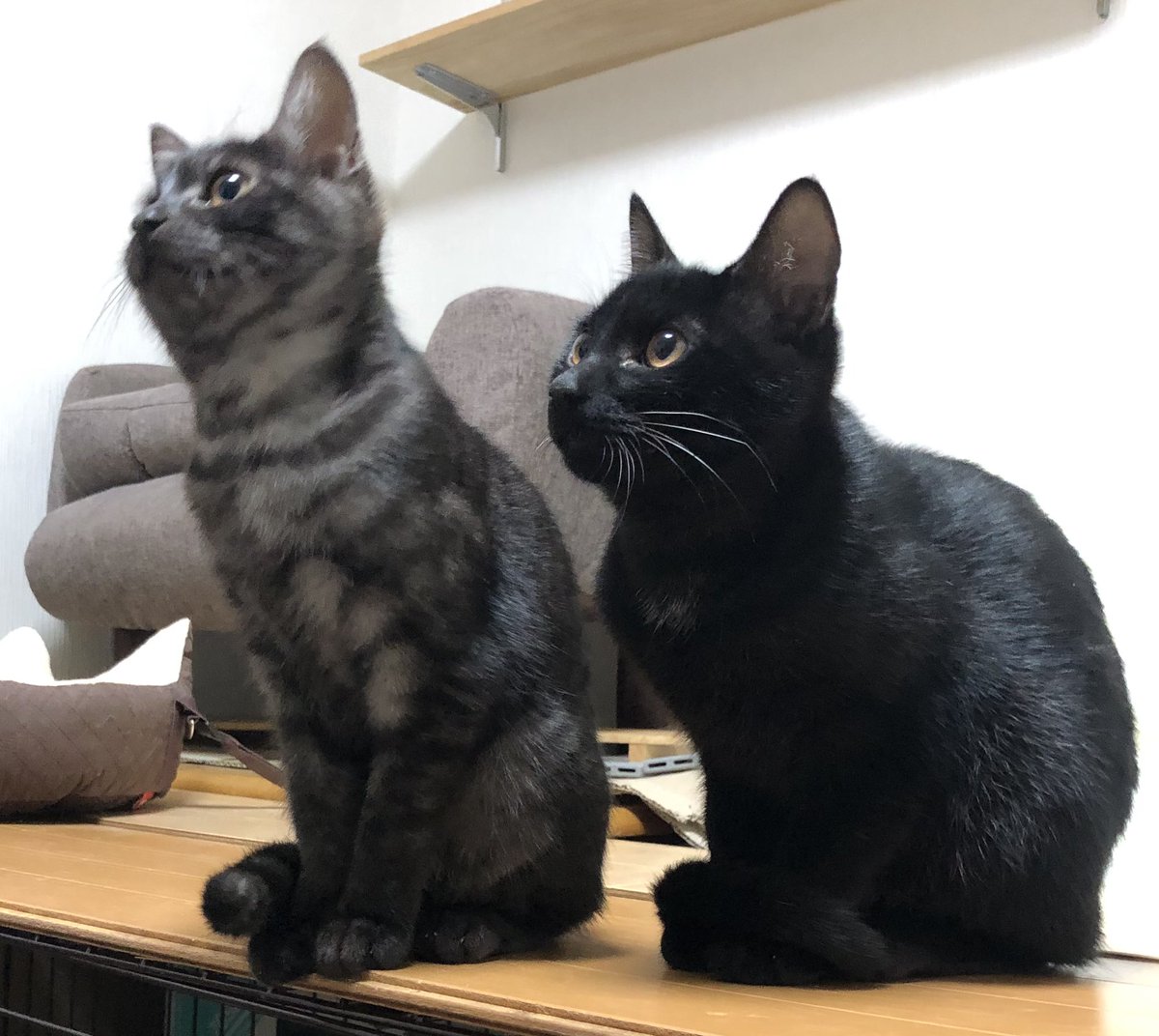 hosanna_cat's tweet photo. 我が家のにゃんず。 https://t.co/f3hx4DGY7W