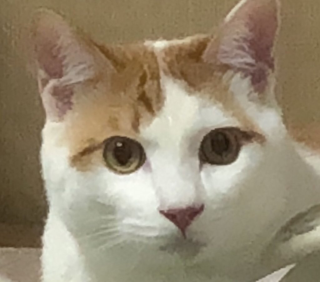 hosanna_cat's tweet photo. 我が家のにゃんず。 https://t.co/f3hx4DGY7W