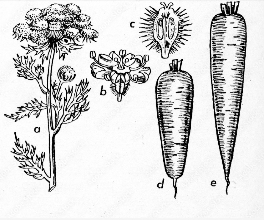 EURONEWSproject's tweet photo. What do carrots have to do with fake news in the Renaissance? See out new FP ! https://t.co/Ir7bsaA9VE #LoveIrishResearch #twitterstorians #RenTwitter
@IrishResearch
@MediciArchivePr https://t.co/wY6hbSH5pS