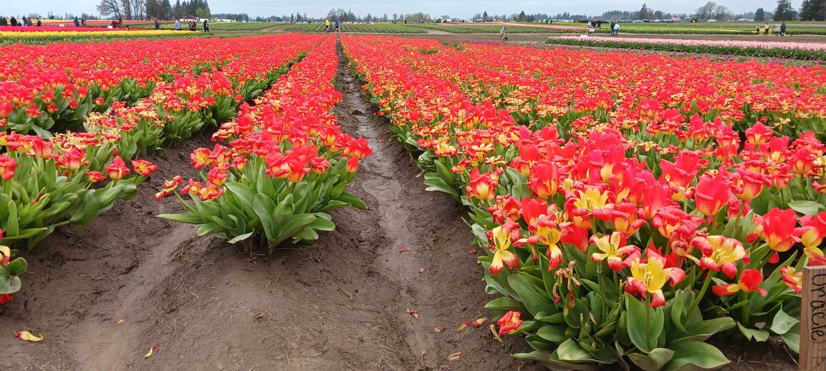 Last weekend we went to the Wooden Shoe Tulip Festival in Woodburn, Oregon. woodenshoe.com