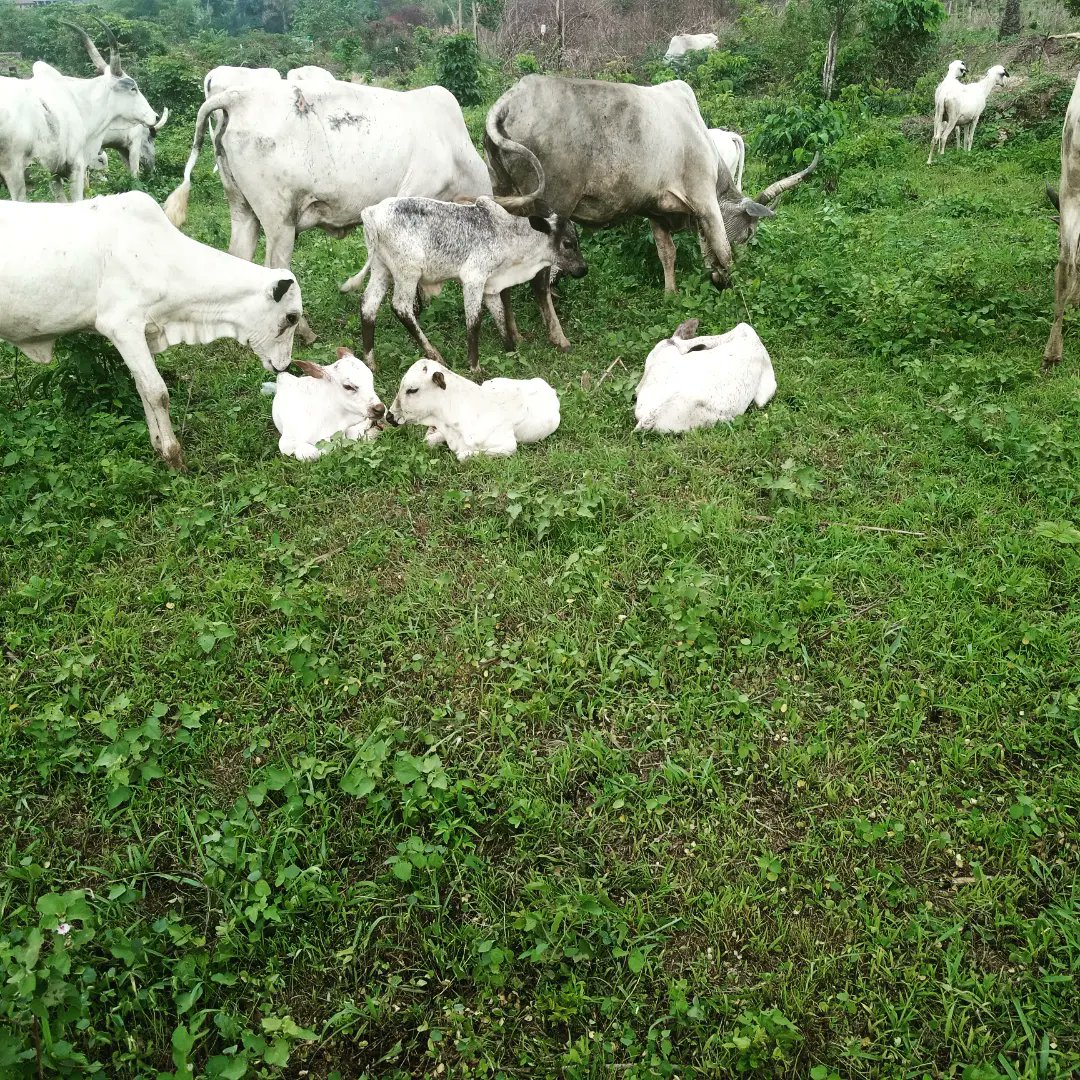EmeraldGenetix's tweet photo. One of the keys to success in animal breeding is selecting the right genetics while also considering your environment. Our team can help you evaluate different breeds and choose the ones that are best suited for your specific needs and goals. https://t.co/id6OLZ6o1w