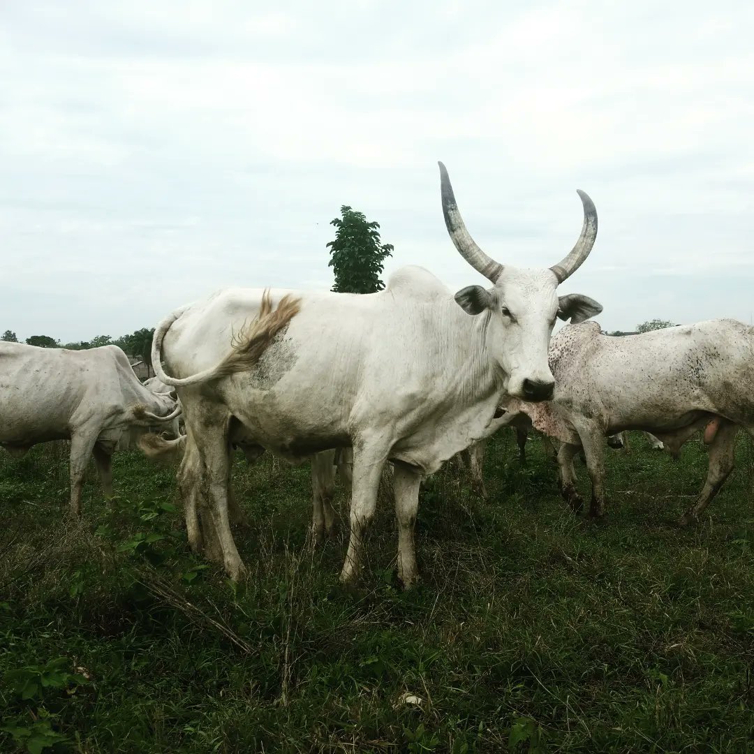 EmeraldGenetix's tweet photo. One of the keys to success in animal breeding is selecting the right genetics while also considering your environment. Our team can help you evaluate different breeds and choose the ones that are best suited for your specific needs and goals. https://t.co/id6OLZ6o1w