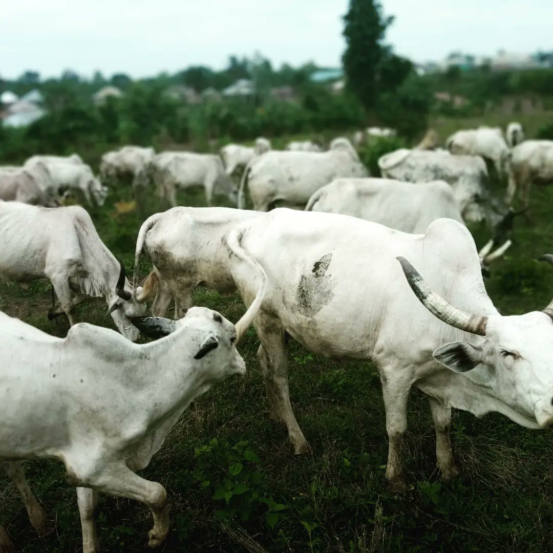 EmeraldGenetix's tweet photo. One of the keys to success in animal breeding is selecting the right genetics while also considering your environment. Our team can help you evaluate different breeds and choose the ones that are best suited for your specific needs and goals. https://t.co/id6OLZ6o1w
