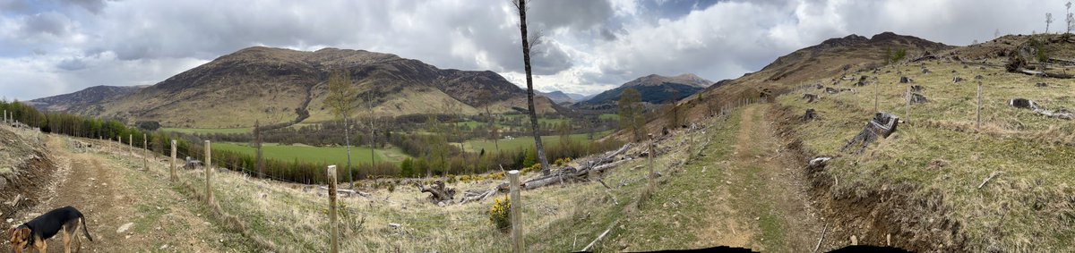 fotheringham07's tweet photo. Single ewes getting treatment for tick before lambing 🐑 living the dream.     #Sheep365
#glenlyon https://t.co/W1J275kQbv