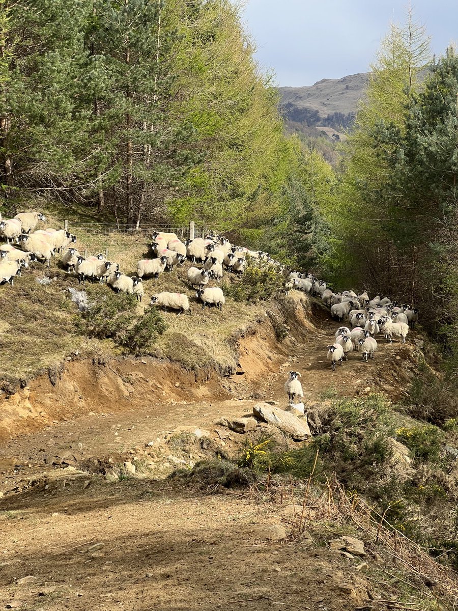 fotheringham07's tweet photo. Single ewes getting treatment for tick before lambing 🐑 living the dream.     #Sheep365
#glenlyon https://t.co/W1J275kQbv