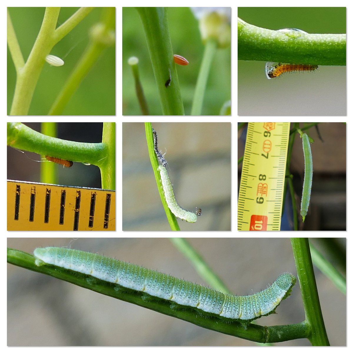 Jolandanvh's tweet photo. Het is de #WeekVan het #Oranjetipje 
Een collage van het proces in eigen tuin 3 weken kunnen volgen. Wat groeit hij veel! Helaas de pop nooit gezien. In het laatste stadium van de rups werd hij een lekker hapje voor een vogel denk ik. 

#MijnNatuurBlijft💚
@SoortenNL 
@vlinderNL https://t.co/0UPrm0HZZn