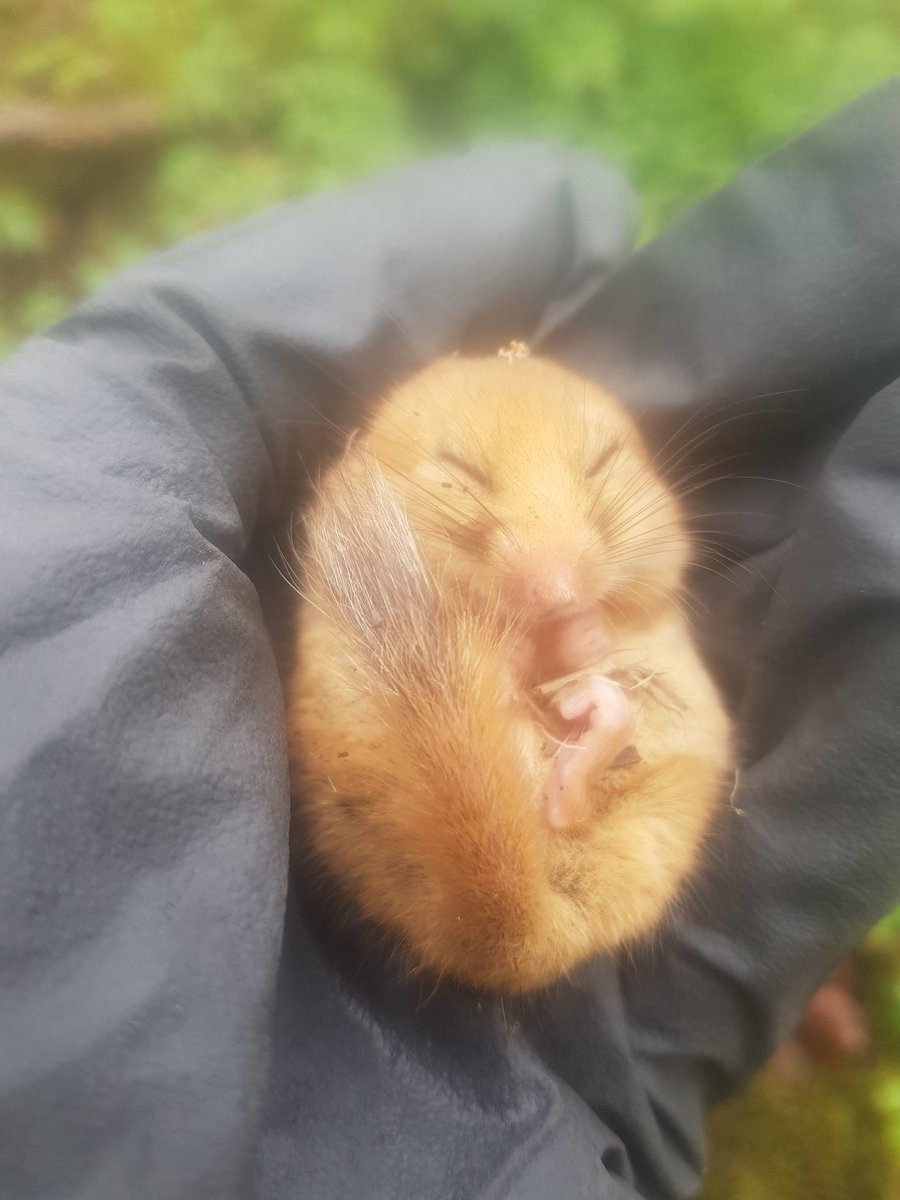 Notts Dormouse Group tweet media