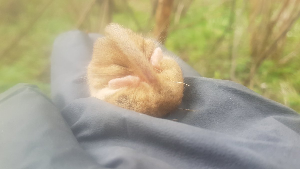 Notts Dormouse Group tweet media