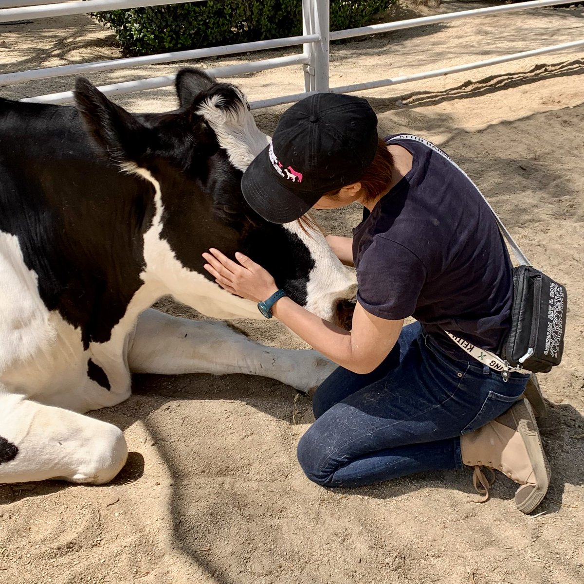 usinger_hare's tweet image. 無事帰国しました🐮🐮
とっっても充実した旅でした😌🇺🇸
学びもあり、癒しもあり、そして自分の夢に向けたモチベーションもかなり上がりました😊
その夢であるサンクチュアリーのような場所を、これから作りたいな〜と思っています🐄🐖🐓🐏
叶うかな〜😌頑張ります💪🐄