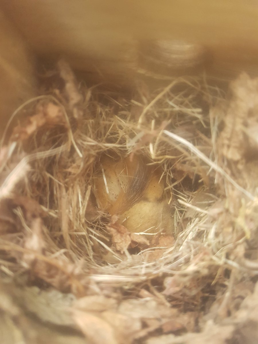 Notts Dormouse Group tweet media