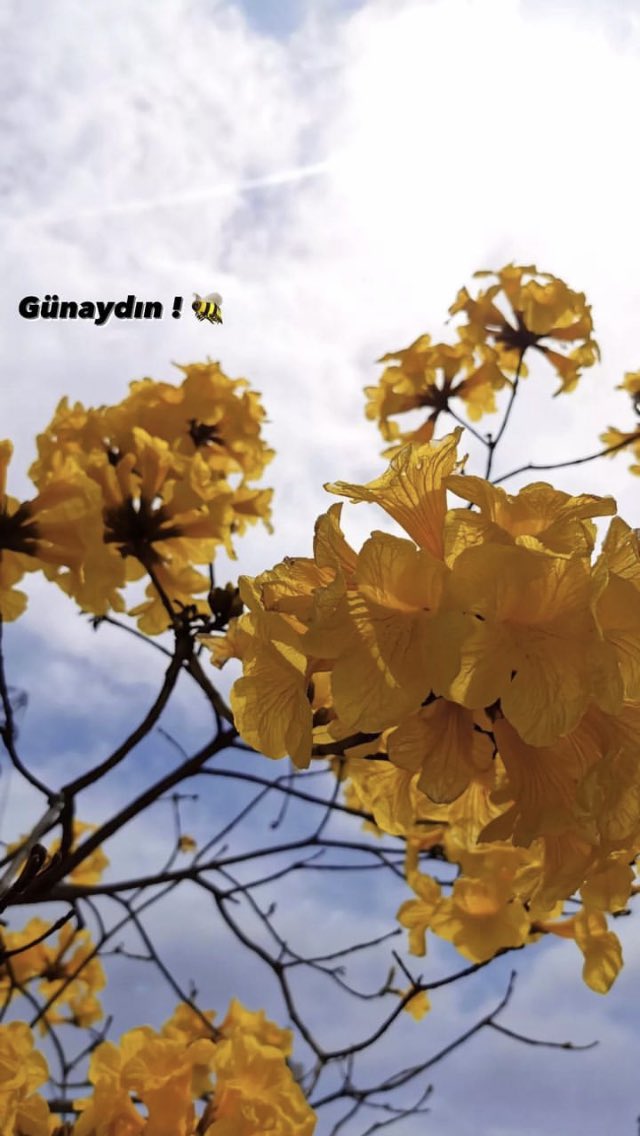 Profilim klimalıdır .
Rahat rahat gezebilirsiniz .
         Günaydınnn! 🐝