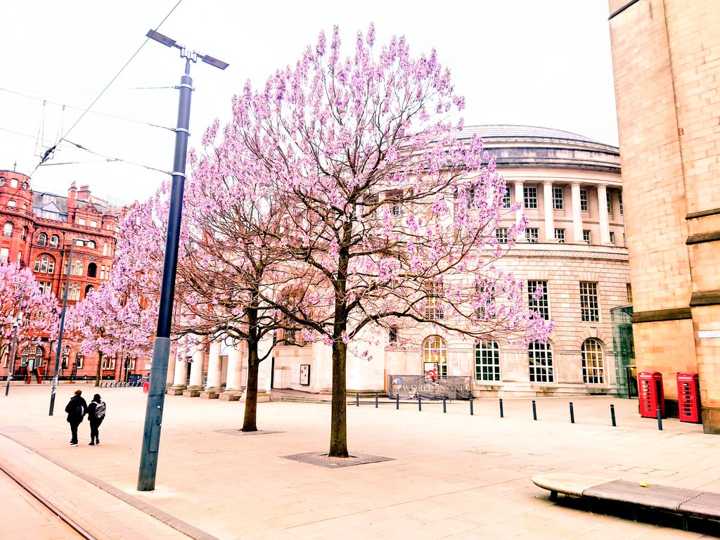 Good morning Saturday 🌸 @AboutMcr @BestOfMcr @ILoveMCR @TheMancUK @RainorshineManc @bbcweather @MENnewsdesk #manchester #stpeterssquare #Blossom #photooftheday