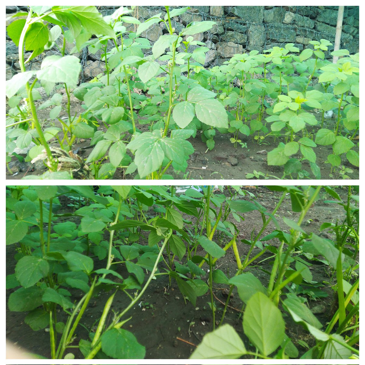 RSCRajkot's tweet photo. @RSCRajkot team is developing it's own #KitchenGarden with variety of #fruits & #vegetables. Recently, #ClusterBeans (#CyamopsisTetragonoloba)
plants has developed beautifully. Visit us to know more about creating #garden at home with #ZeroWaste #kitchen. @vnehra @narottamsahoo https://t.co/gNVJNgmXkk