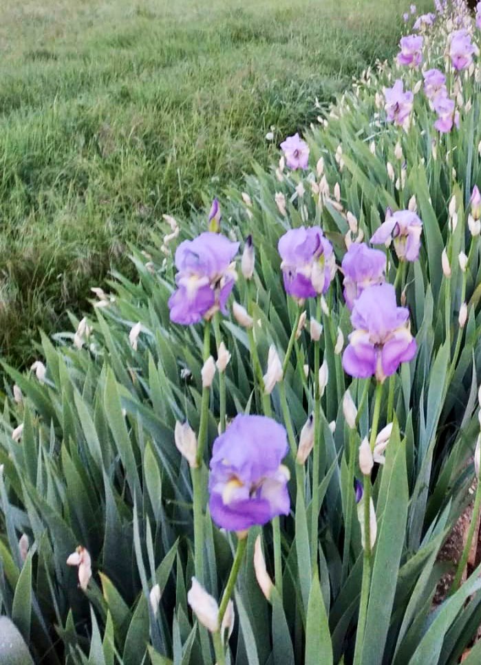 rossellaronconi's tweet photo. … incantata ad ammirare  #giaggioli, #fiori poveri ma belli… 

#Buongiorno 🌞☀️ e #buonsabato https://t.co/qDOQkpYeS7
