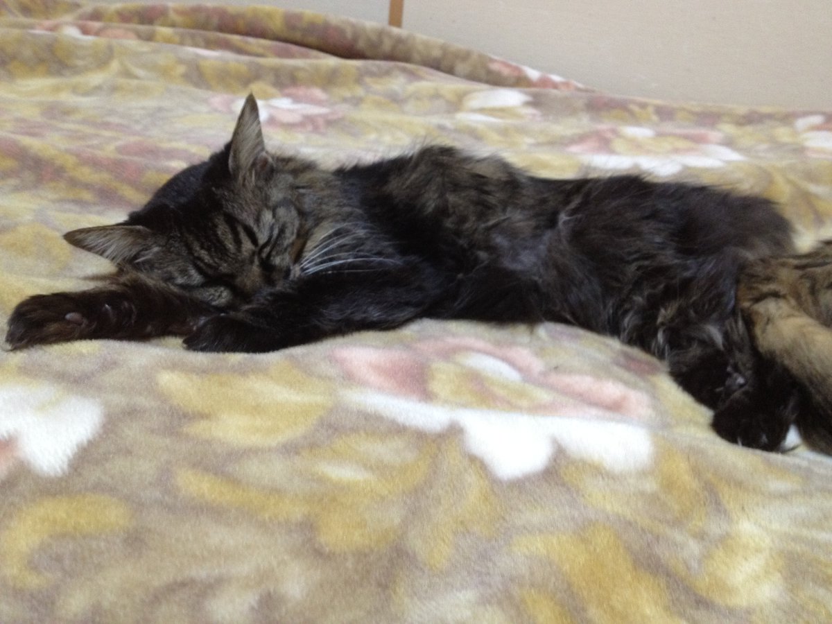 mamachi2012's tweet photo. みんなスヤスヤ(ᐡᴗ ̫ ᴗᐡ) https://t.co/R1MnPdtj7S