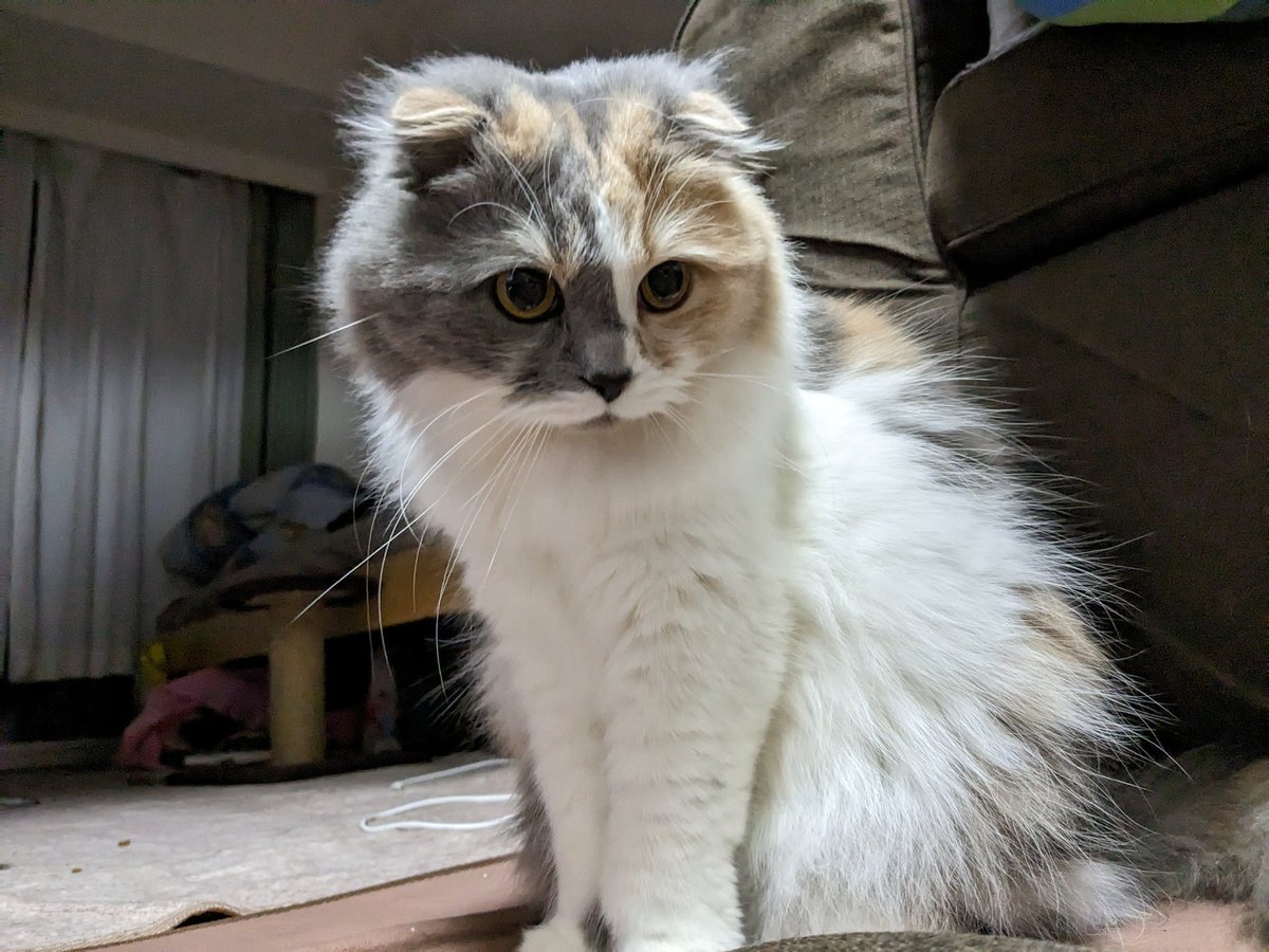 MoKo_1_16's tweet photo. ここ最近のお気に入りの顔

#ねこ #猫 #もこ #スコティッシュフォールド #猫のいる暮らし #猫のいる生活 https://t.co/WpIK4ywwSi