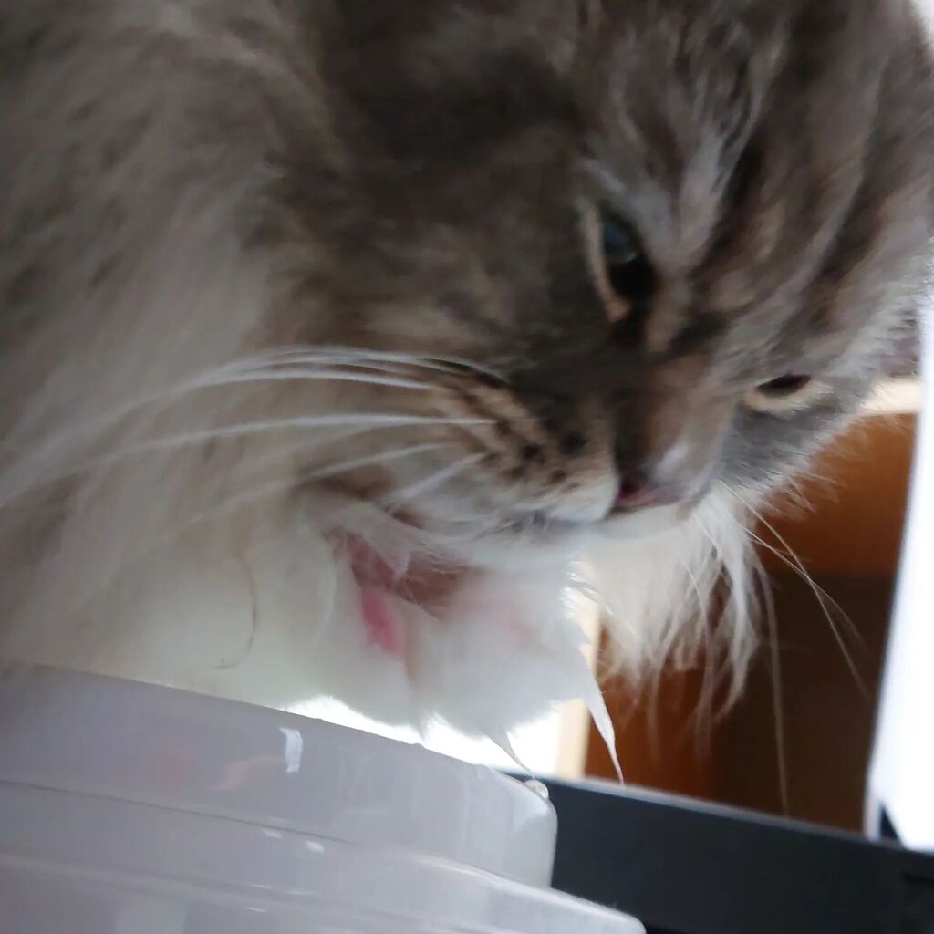 cat_rosmo's tweet photo. お水の飲み方

#rosmo #ロスモ#猫 #cat #ねこ写真 #catpic #ねこすたぐらむ #catstagram #水 #water #前足 #paws #ねこのいる生活 #catlife #ノルウェージャンフォレストキャット #norwegianforestcat #nofilter https://t.co/SlzQmprwJR https://t.co/QnO0KdRX2T
