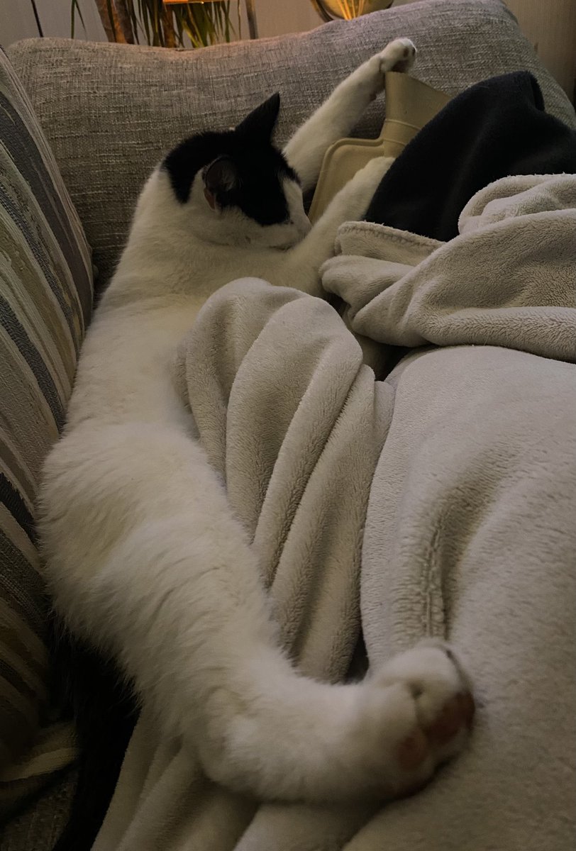 challam7's tweet photo. Happy #Caturday #CatsOfTwitter #rescuecats Doug 😻 https://t.co/eksKcGKpVC