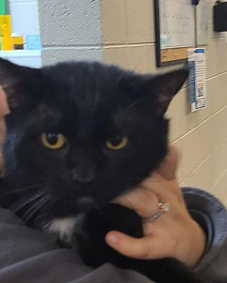 PeterAskin1's tweet image. Black boy kitty "Carl" Pet ID 22734SU in #RomeGA hopes people know a FIV+ cat is fine with mellow &amp;amp; peace loving housemates! This dear fellow needs out of the shelter lickety-split! Contact info below! Adopt! Pledge for rescue! VERY URGENT! 🙏
m.facebook.com/photo.php?fbid…