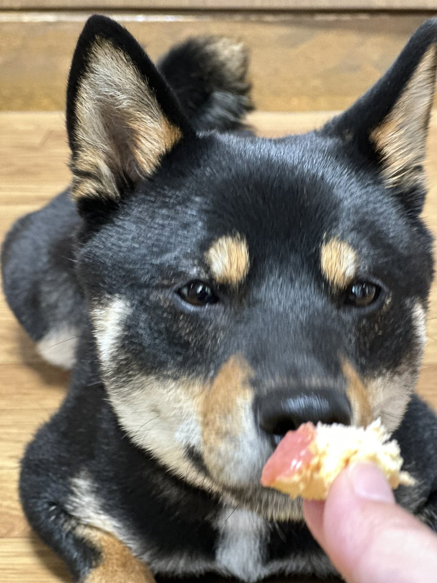 Gin_kuroishiba's tweet photo. idea dog chefさんの
いちごの春シフォン🍓✨
ものすっっっごい好きみたい🤣🍓
待つ顔が真剣🤣🤣🤣🤣
また好きなの増えたね🤤❤️
#柴犬
#黒柴
#ideadogchef
#いちごの春シフォン
#大好物
#待つ顔が真剣
#かわいい https://t.co/aMML6kUZr5