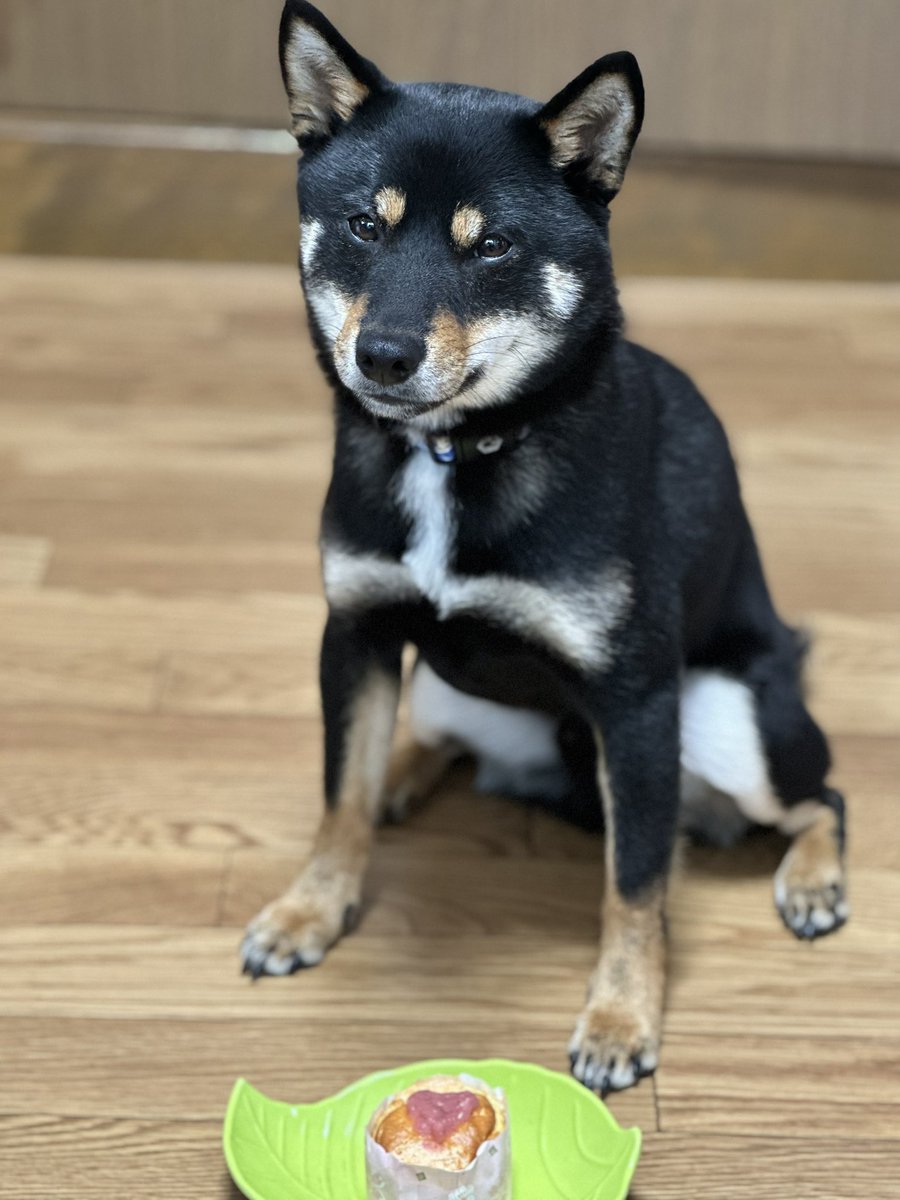 Gin_kuroishiba's tweet photo. idea dog chefさんの
いちごの春シフォン🍓✨
ものすっっっごい好きみたい🤣🍓
待つ顔が真剣🤣🤣🤣🤣
また好きなの増えたね🤤❤️
#柴犬
#黒柴
#ideadogchef
#いちごの春シフォン
#大好物
#待つ顔が真剣
#かわいい https://t.co/aMML6kUZr5