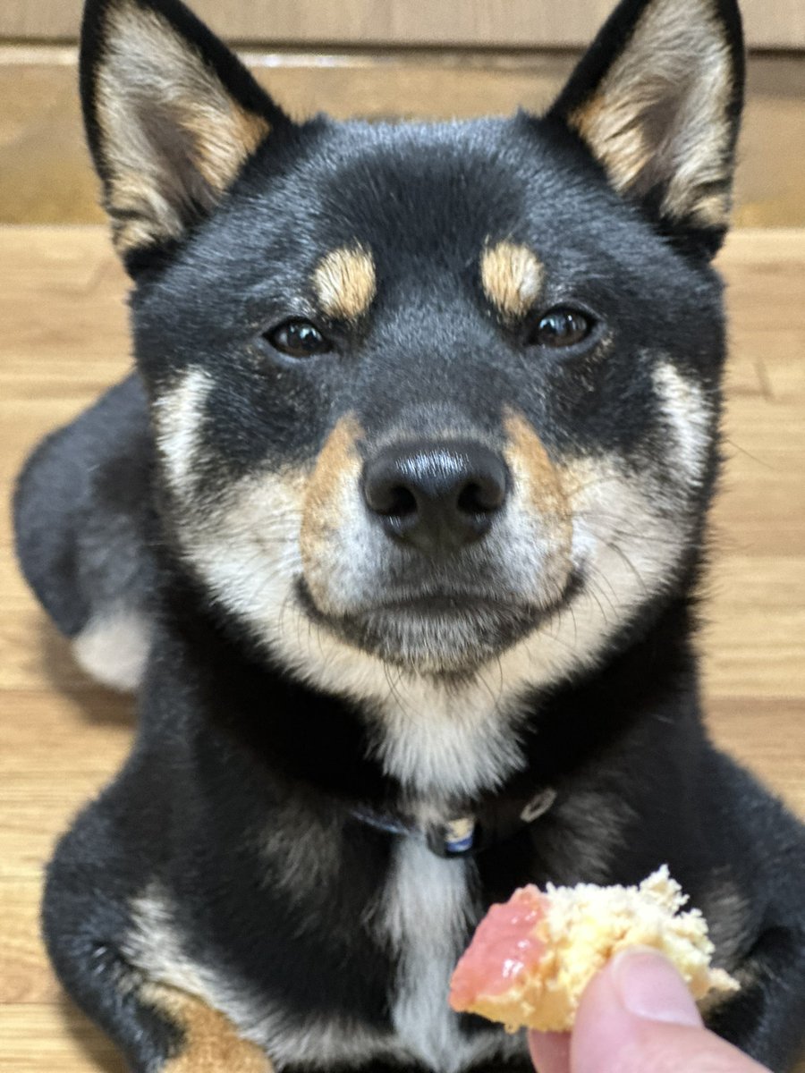 Gin_kuroishiba's tweet photo. idea dog chefさんの
いちごの春シフォン🍓✨
ものすっっっごい好きみたい🤣🍓
待つ顔が真剣🤣🤣🤣🤣
また好きなの増えたね🤤❤️
#柴犬
#黒柴
#ideadogchef
#いちごの春シフォン
#大好物
#待つ顔が真剣
#かわいい https://t.co/aMML6kUZr5