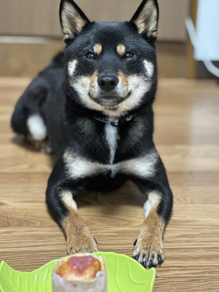 Gin_kuroishiba's tweet photo. idea dog chefさんの
いちごの春シフォン🍓✨
ものすっっっごい好きみたい🤣🍓
待つ顔が真剣🤣🤣🤣🤣
また好きなの増えたね🤤❤️
#柴犬
#黒柴
#ideadogchef
#いちごの春シフォン
#大好物
#待つ顔が真剣
#かわいい https://t.co/aMML6kUZr5