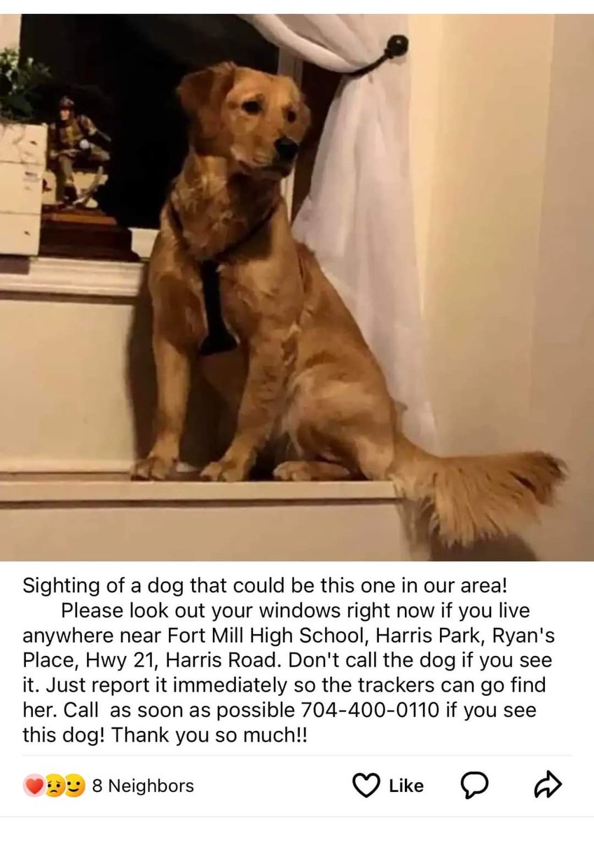 melmcghee's tweet photo. @ZacharyLevi In honor of Bobbie help boost the signal for Lucy who went missing on April 3rd at Carowinds Amusement Park near Charlotte, NC while her family was on vacation. #BringLucyHome
https://t.co/Mnwzk700Bl https://t.co/m4LLMDDw80