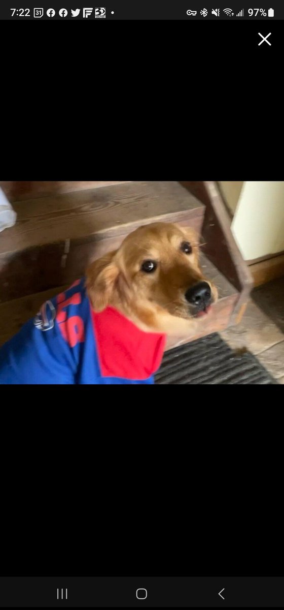 melmcghee's tweet photo. @ZacharyLevi In honor of Bobbie help boost the signal for Lucy who went missing on April 3rd at Carowinds Amusement Park near Charlotte, NC while her family was on vacation. #BringLucyHome
https://t.co/Mnwzk700Bl https://t.co/m4LLMDDw80