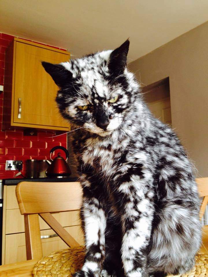 Loovenelle's tweet photo. Voici Senior Scrappy, un chat tout noir âgé de 19 ans qui a tourné au blanc ces dernières années (peut-être vitiligo). Il a maintenant cet extraordinaire pelage noir et blanc.

📸 crédit Scrappy https://t.co/CRwSWbZmRK