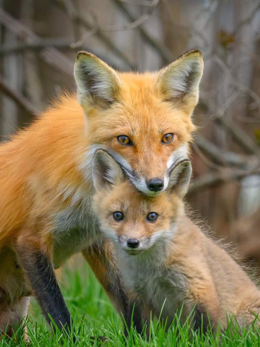 Morning Buddies 👊 Happy Saturday 👏 M and I just had to post this beautiful pic from a buddy of mine on FB. It's too special not to share 😊Wishing you all a fantabulous weekend 🥳 is that the 🌞 I 👀? 🤸‍♂️ love you lots 🤗🥰🐕🦊🐾
#dogsoftwitter 
#Foxes 
#BankHolidayWeekend
