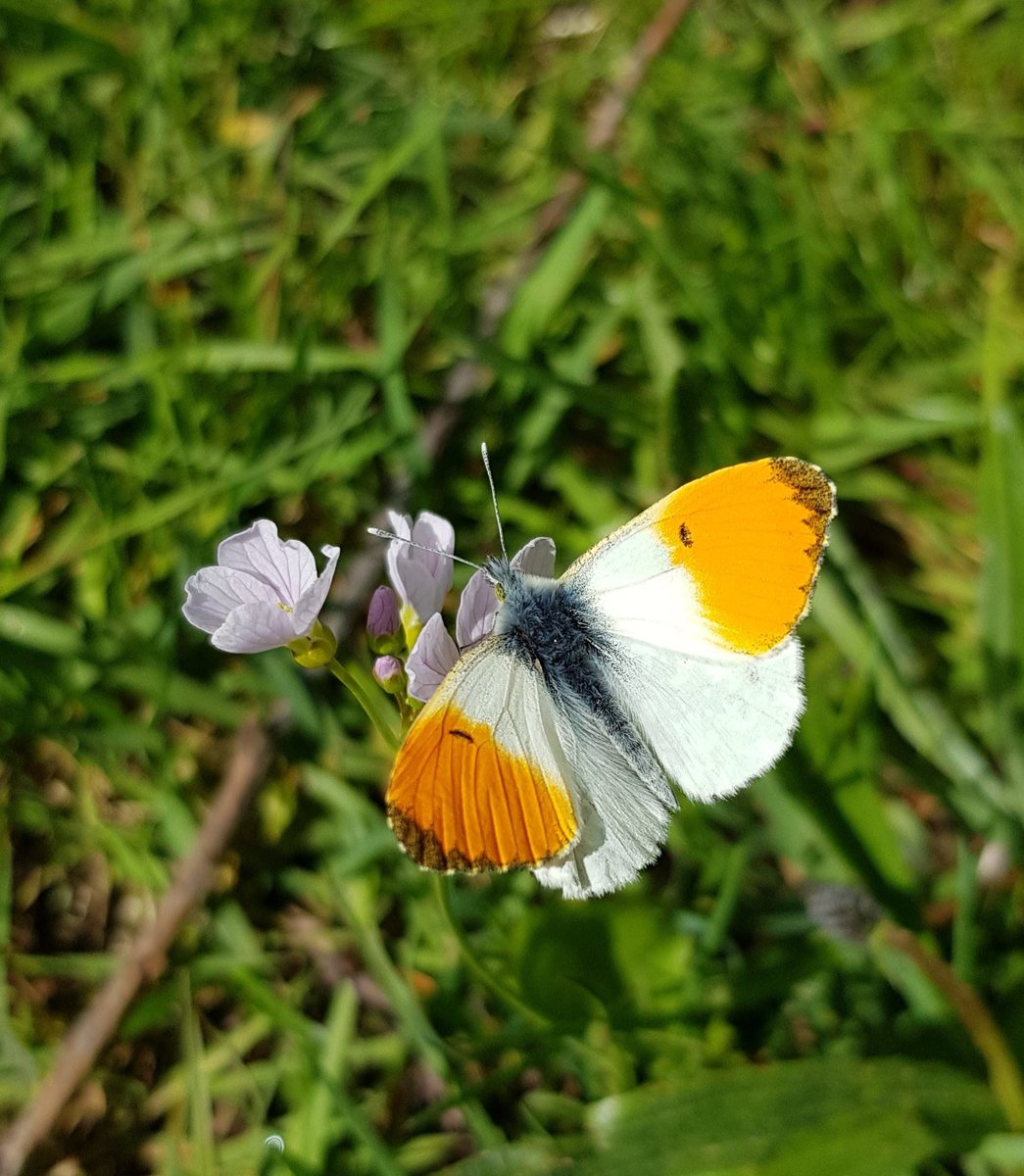 carovdster's tweet photo. Nog maar een #oranjetipje in #deweekvan
Toch hoop ik ze binnenkort weer in het echt te zien... ππ¦ https://t.co/Om0nrh9hNc
