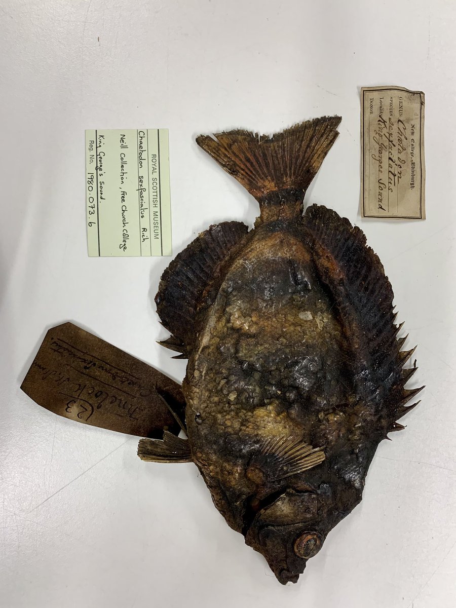 WestOzFish's tweet photo. In 1841 Robert Neill relied on the knowledge & skills of Menang people to collect WestAust fishes. This Knelock or Moonlighter (Tilidon) was speared for Neill by Wanawar. His central role in this collection has been buried by colonialism but #entangledknowledges is reversing that https://t.co/PKfMJaNb8X