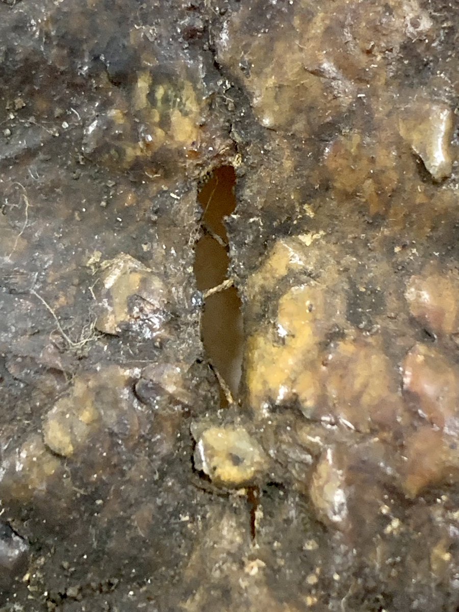 WestOzFish's tweet photo. In 1841 Robert Neill relied on the knowledge & skills of Menang people to collect WestAust fishes. This Knelock or Moonlighter (Tilidon) was speared for Neill by Wanawar. His central role in this collection has been buried by colonialism but #entangledknowledges is reversing that https://t.co/PKfMJaNb8X
