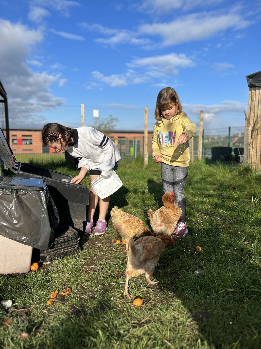 EarsAndLips's tweet photo. We finally signed up to look after the chickens @ChesterBlueCoat. What a gorgeous #chester morning for it. Thank you Mr Hover, Mr Wilson &amp; team for making Forest School part of our kids learning 💙🐓 https://t.co/Nge6DfxoF2