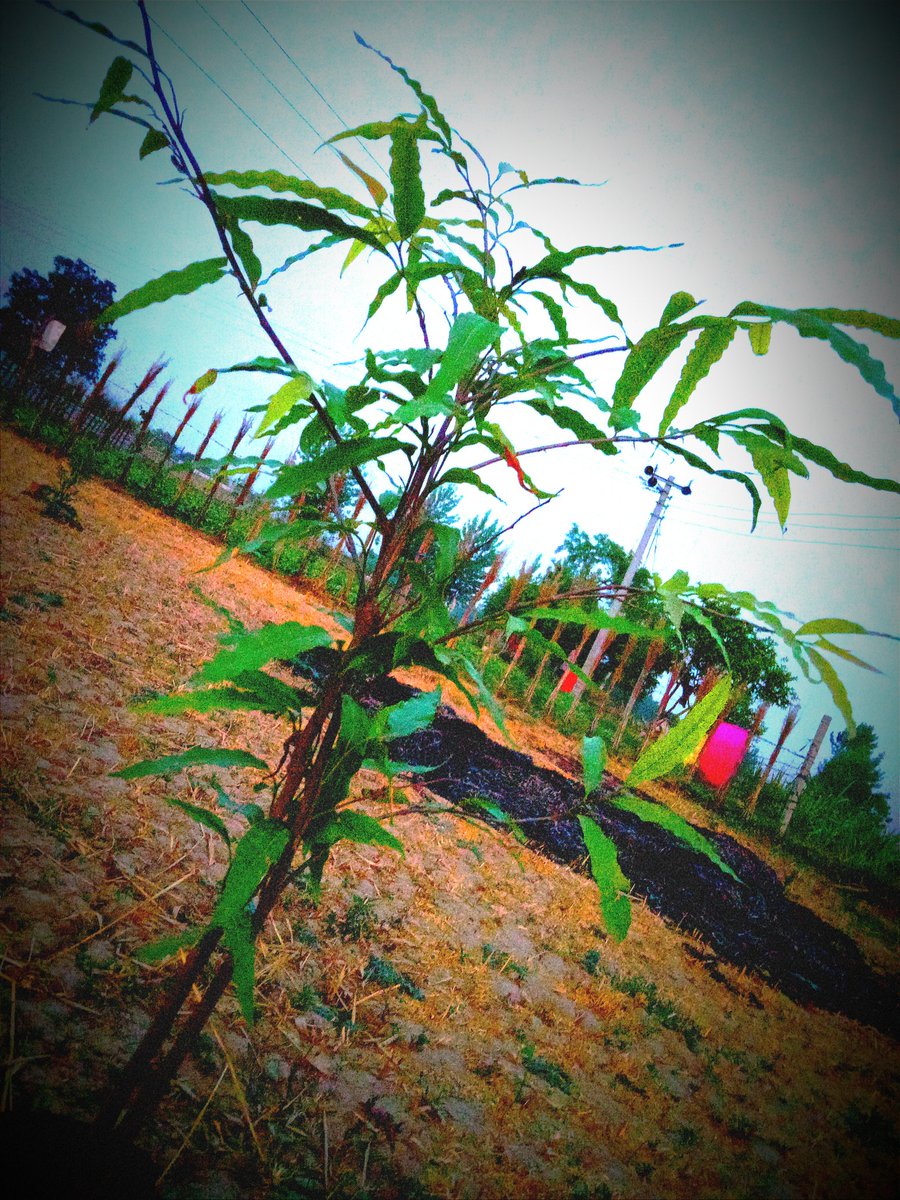 ImShub24's tweet photo. once again month closing in Green🟢 vibes #Lifeforenvironment #TheAshoka . Sharp@6am .. https://t.co/0UClFO8qWl