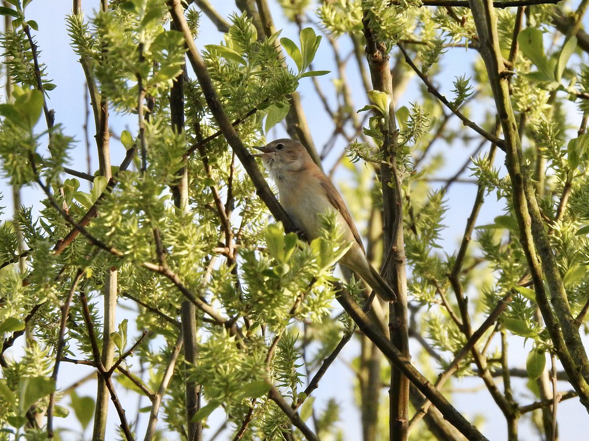 dratcliffe1956's tweet photo. Early start at @NorfolkWT Thorpe Marshes rewarded with views of Grasshopper Warbler &amp; an obliging Garden Warbler https://t.co/p0gsNgqvb7