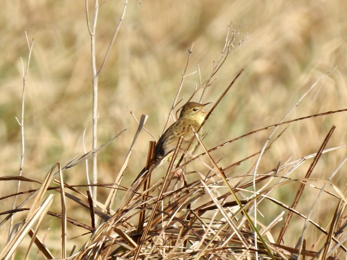 dratcliffe1956's tweet photo. Early start at @NorfolkWT Thorpe Marshes rewarded with views of Grasshopper Warbler &amp; an obliging Garden Warbler https://t.co/p0gsNgqvb7