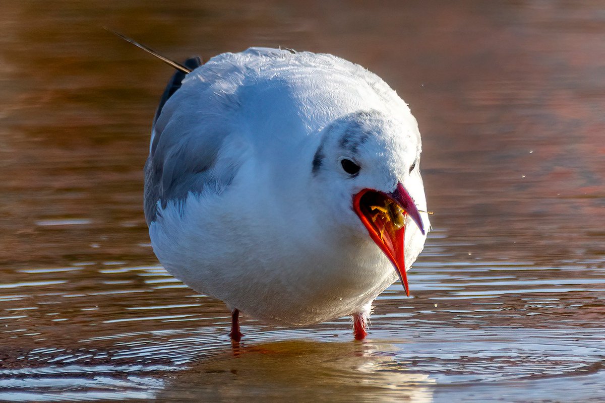 John_Yorkton's tweet photo. 红嘴鸥 Black-headed Gull #nature #birds #picture #photo #ainimal https://t.co/jF37RDqPnu